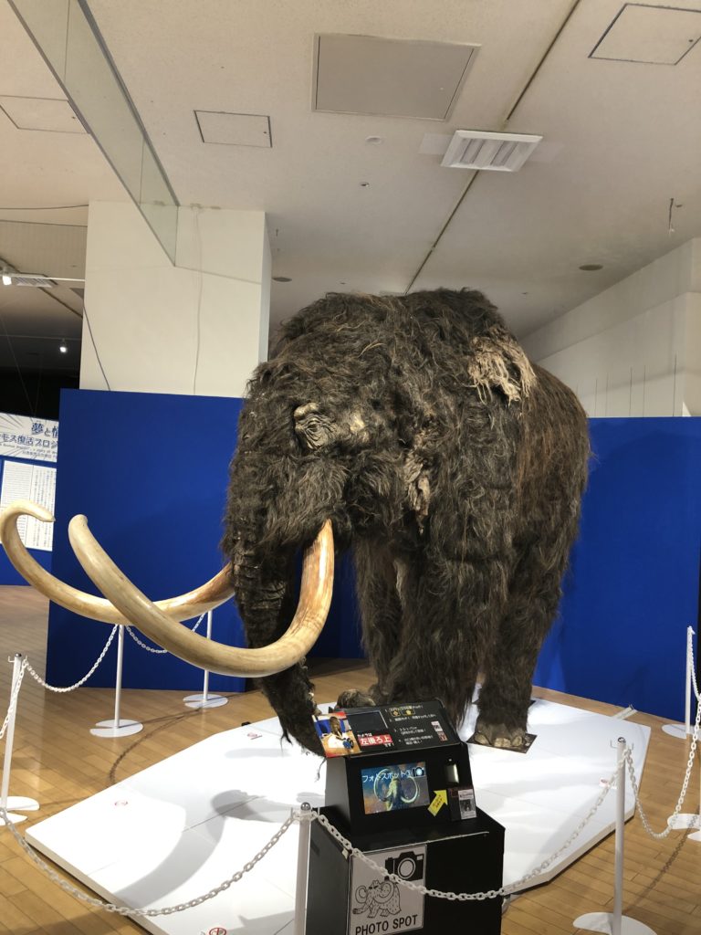 マンモス展 ひらい動物病院 大阪柏原市の動物病院